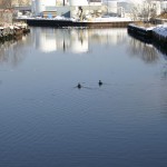 Ducks on the Hutchinson River