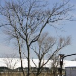 Crows in a tree