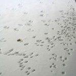 Squirrel tracks